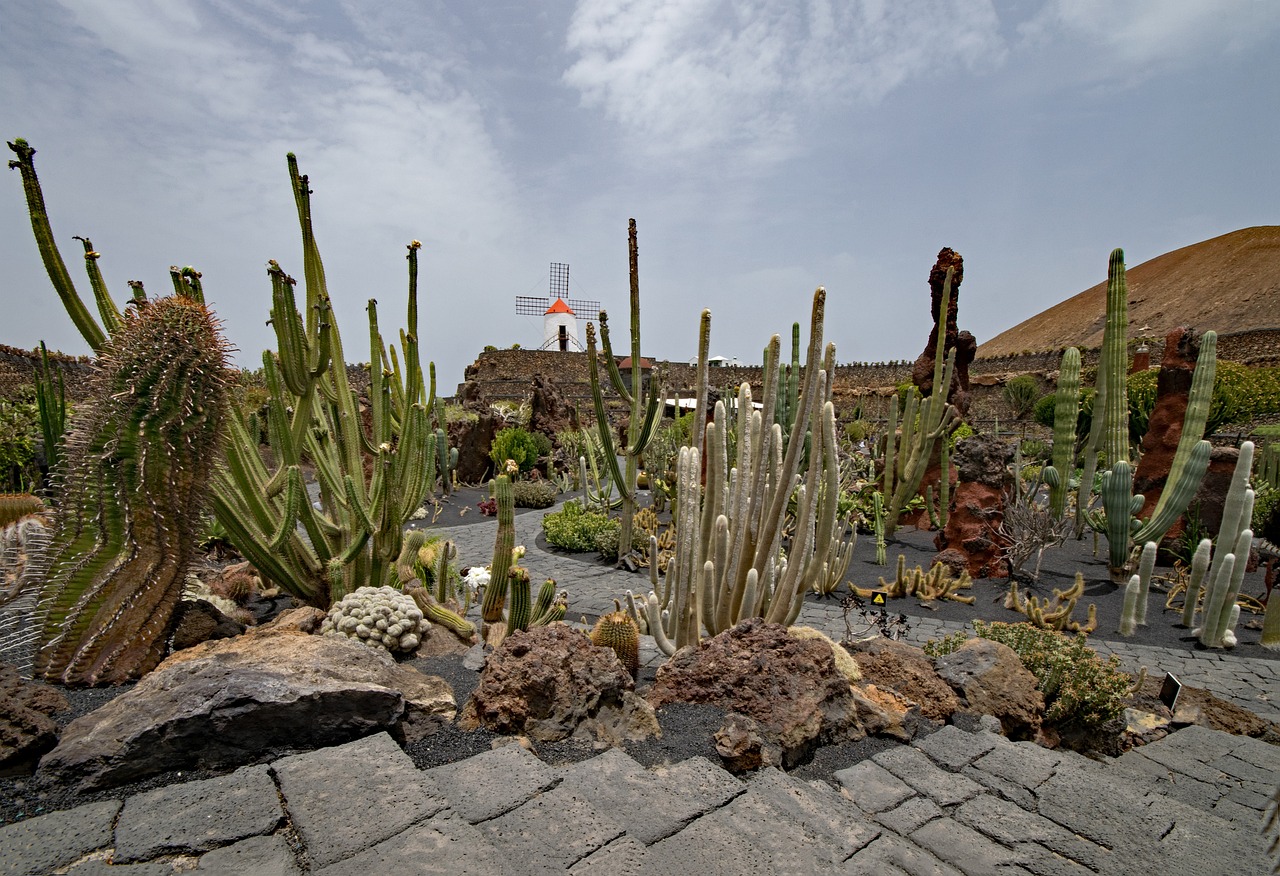 jardin de cactus, cactus, cacti-2446776.jpg